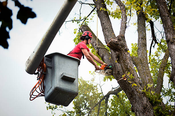 Best Leaf Removal  in Fort Myers Shores, FL